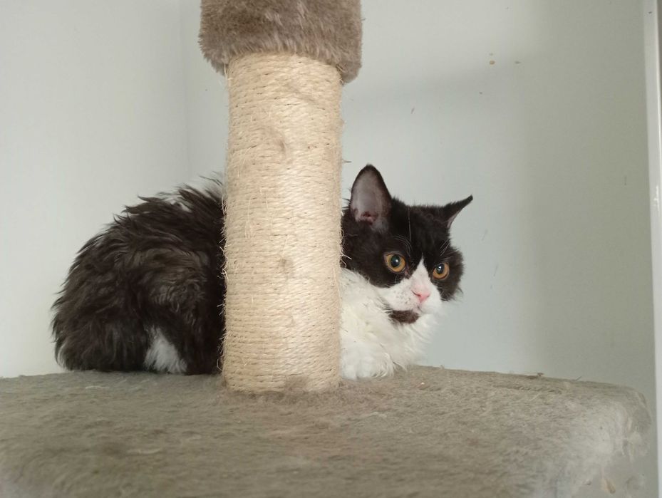 Edi kotek Selkirk Rex [likwidacja hodowli]