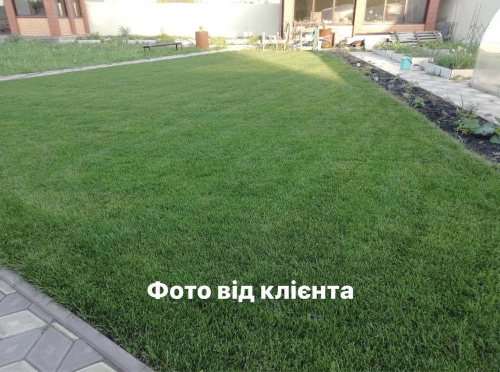 Насіння газонної трави / газонна трава / трава для газону / газон