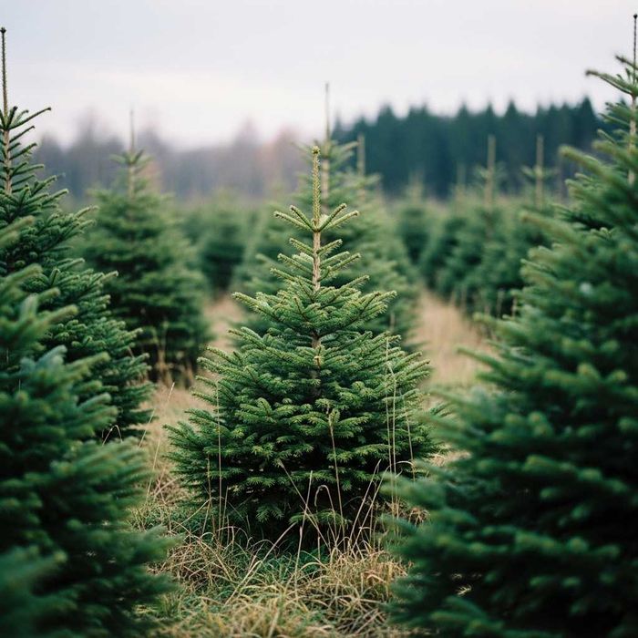 Choinki świerk pospolity PLANTACJA CHOINEK 150-300 cm Świerk Cięty