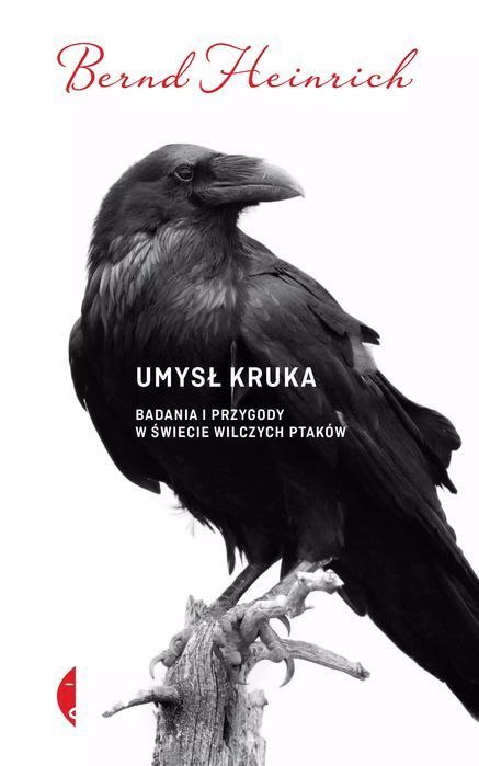 Umysł kruka. Badania i przygody w świecie wilczych ptaków. Czarne
