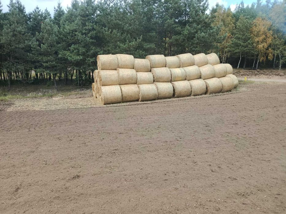 Słoma w balotach 120 owsiana/żytnia