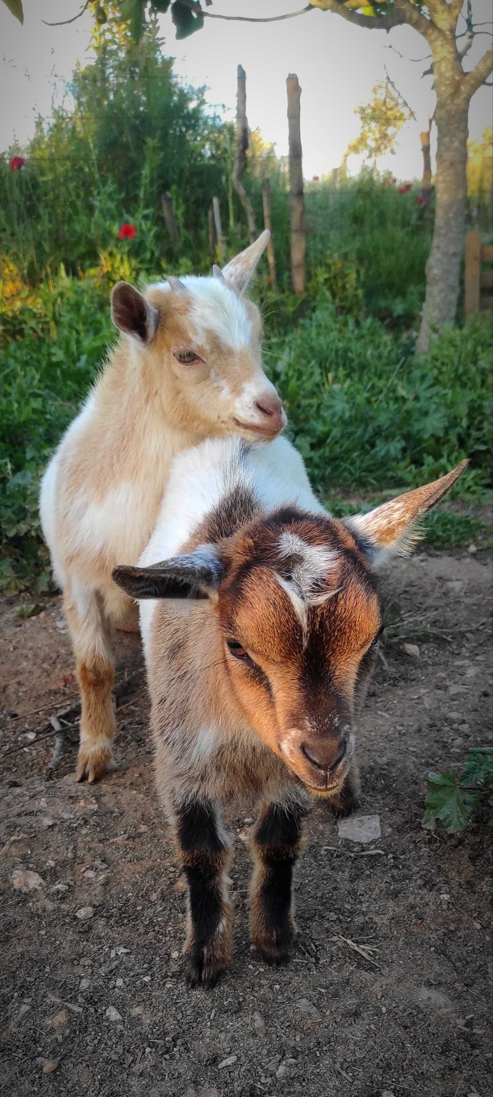 Cabras anãs e cabritos