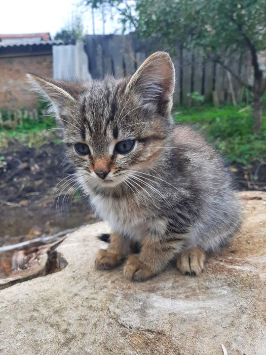 Віддам даром котят