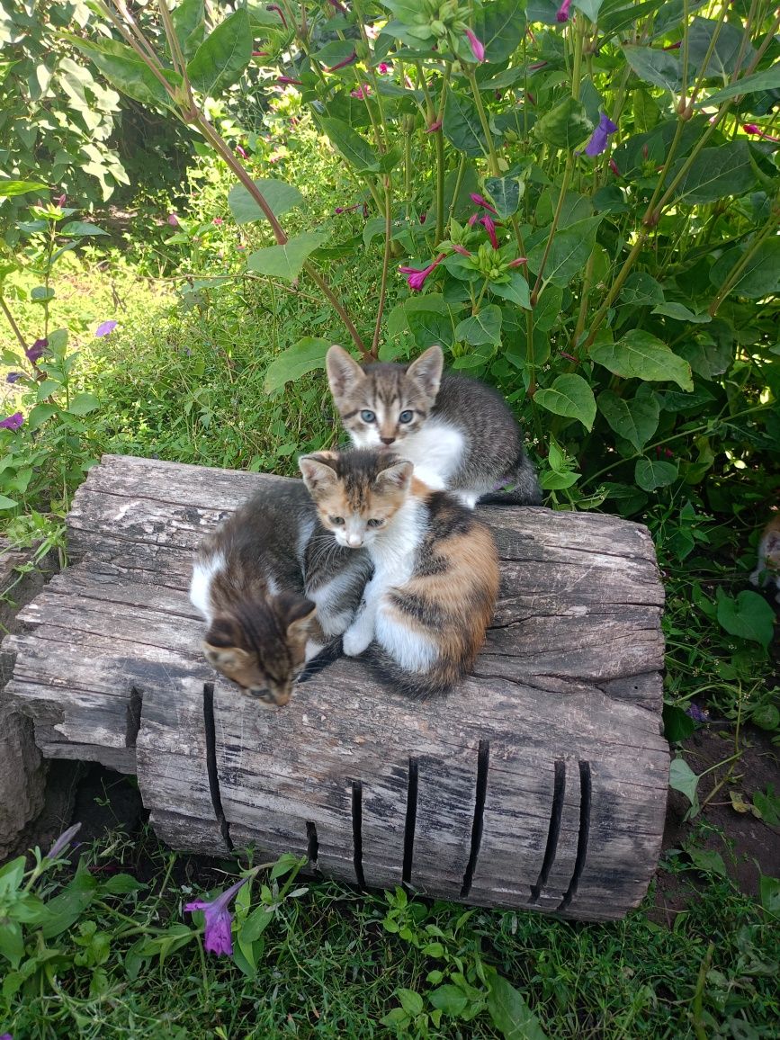 Кошенята в добрі руки