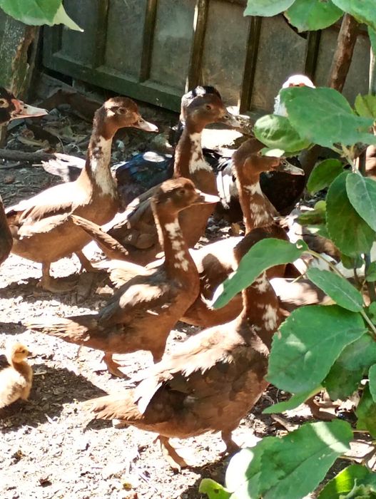 Качки     шипуни с. Карлівка