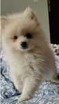 Pomeranian szpic miniaturowy ZKwP sliczny chlopczyk Armani