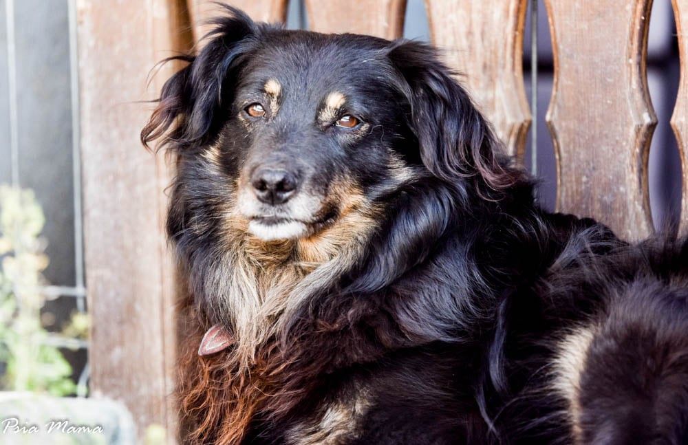 Fantastyczny i optymistyczny Hiden do adopcji!!! Pies na medal!!!