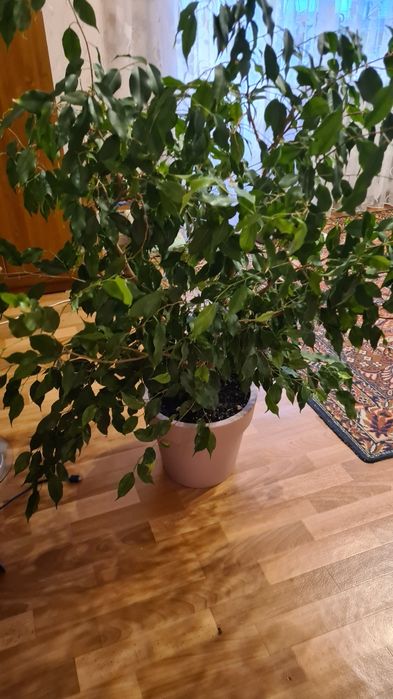 Фикусы  Бенджамина большие растения