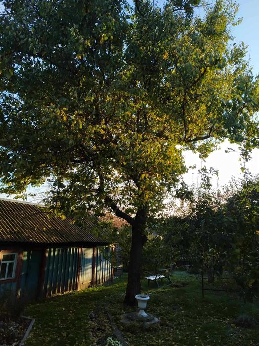 Пиляння дерев ,спалювання аварійних дерев,всі види послуг