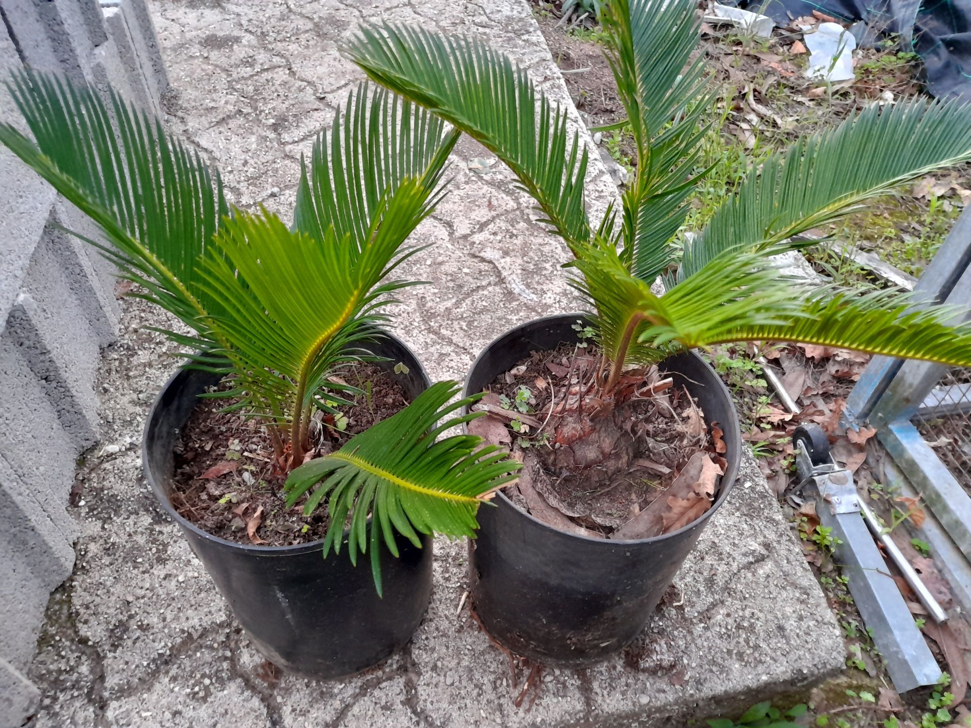 Plantas sica bem enrraizadas