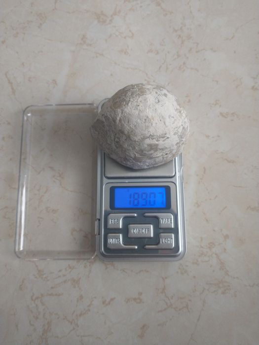 Jeżowiec Echinocereus skamieniałość - Kreda - skamielina