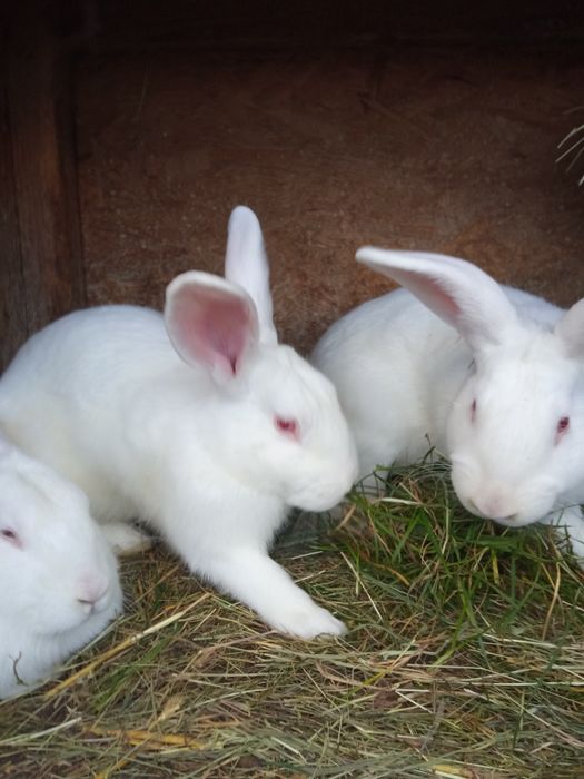 Króliki termondzkie samce / samice