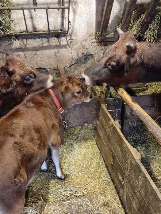 Джерсейська Тільна телиця