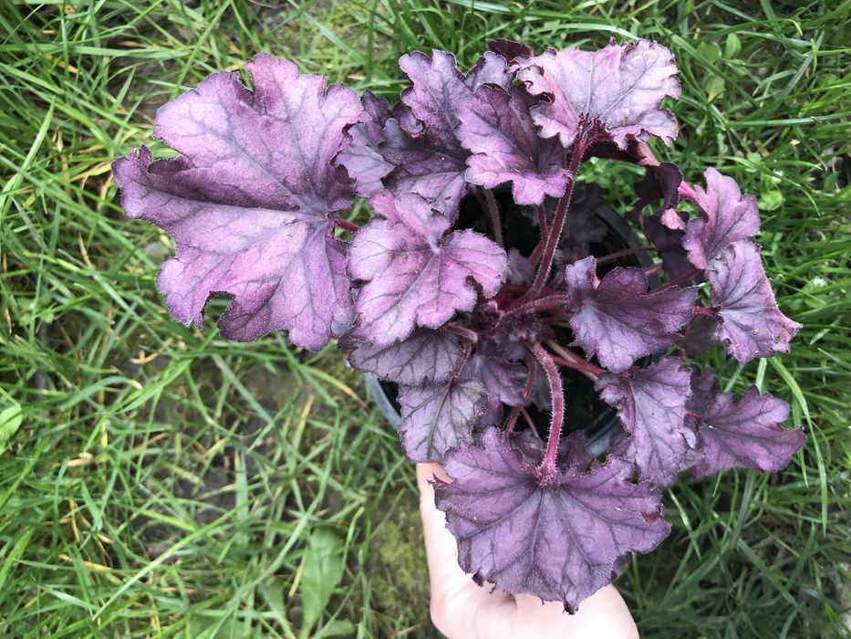 Гейхери сортові в наявності