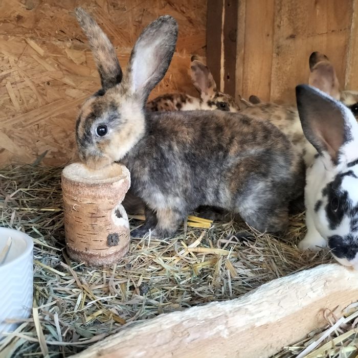 Króliki miniaturki rex trójbarwny
