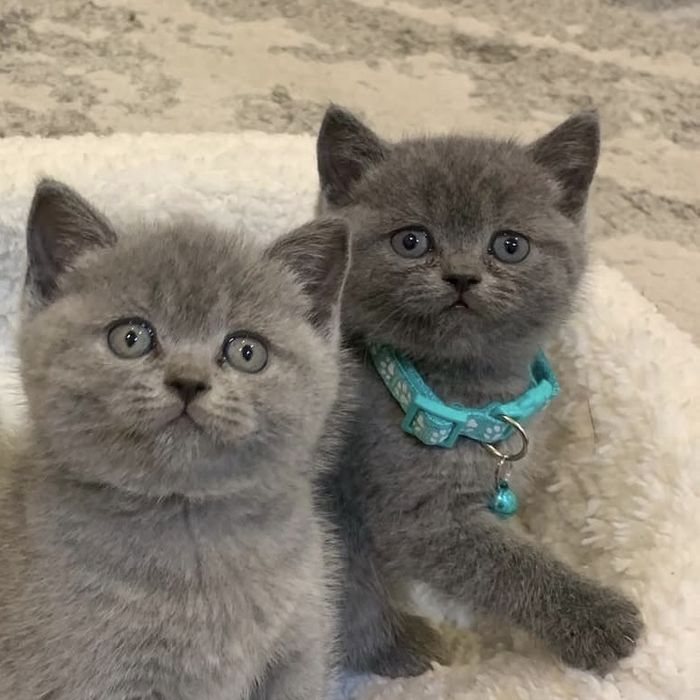 Сірі британці хлопчик і дівчина, білого вже не має