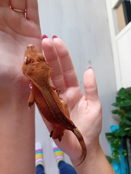 Gekon orzesiony samiczka RED