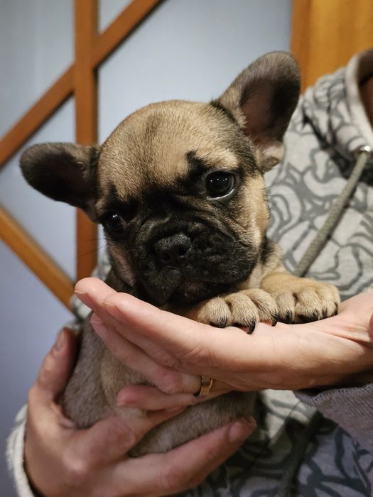 Bulldog francês fêmea fanw