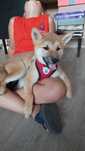 Shiba Inu suczka