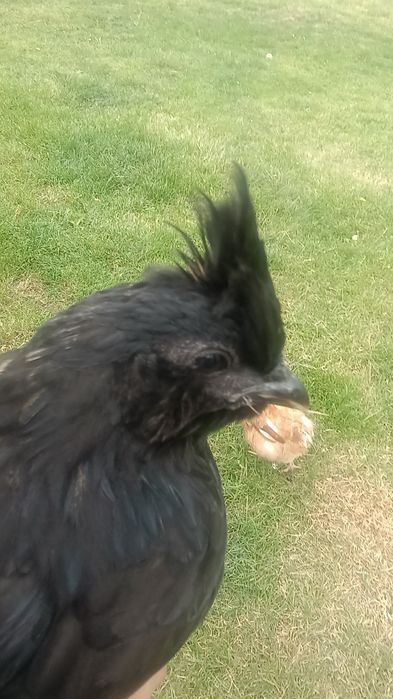 Jajka lęgowe silka z ayam cemani