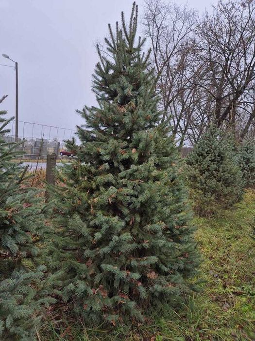 Jodła kaukaska - sezon nasadzeń - zapraszamy na plantację