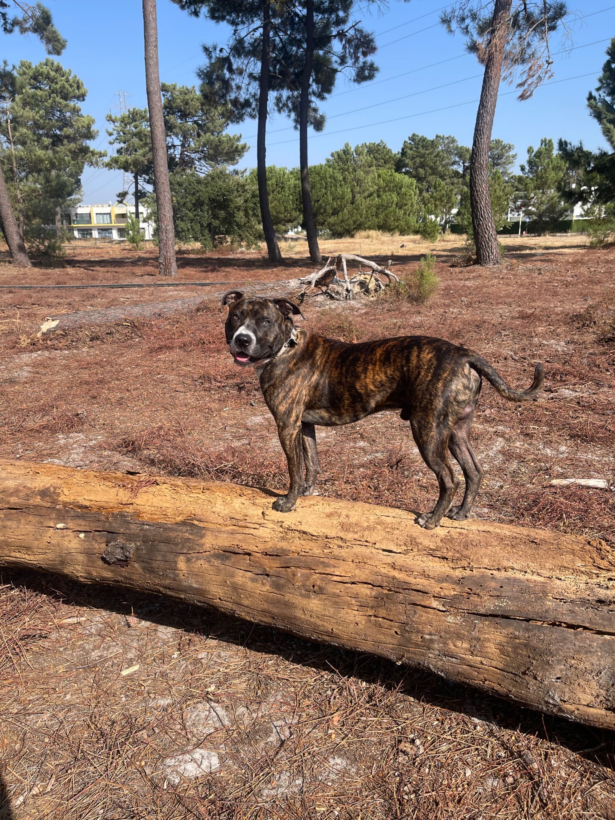 Dog for adoption