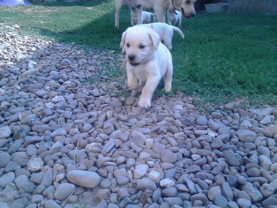 Чудові лабрадорчики
