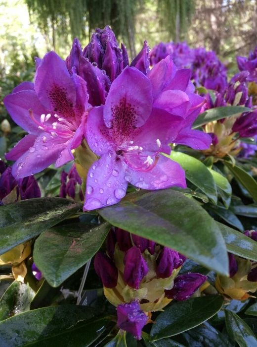 Рододендрон гибридный в ассортименте