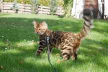 Mala leopardzica
