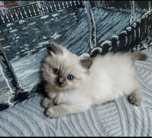 Неймовірні котята з блакитними очима