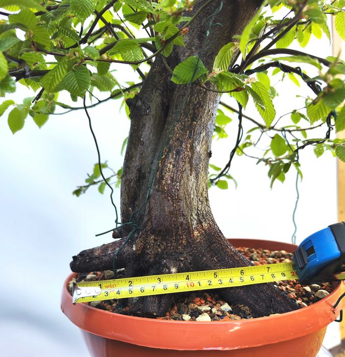 Pre bonsai Grab pospolity