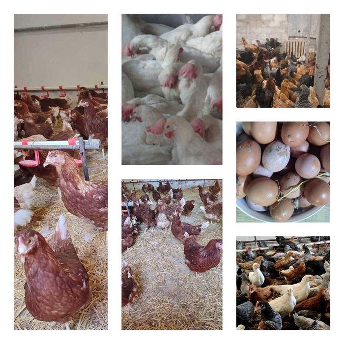 Продам кури несушки! Доставка безкоштовна. Монастирище!