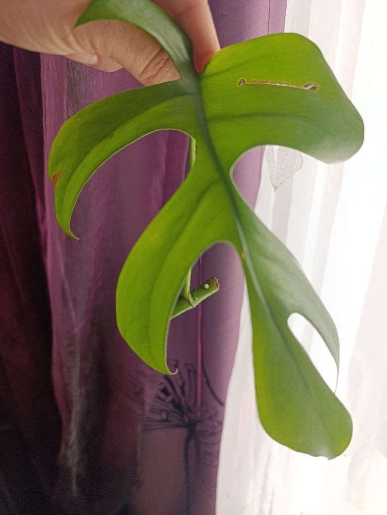 Monstera Minima , Raphidophora Tertasperma