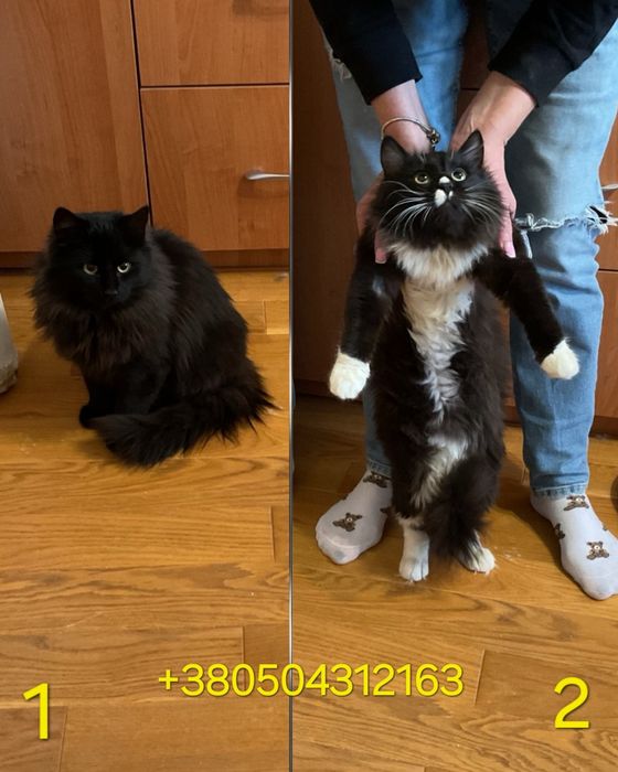 Кошенята в добрі руки