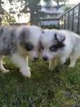 Piesek Border Collie blue merle