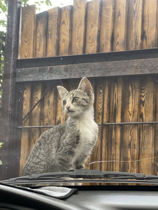 Маленька дівчинка, кошеня.