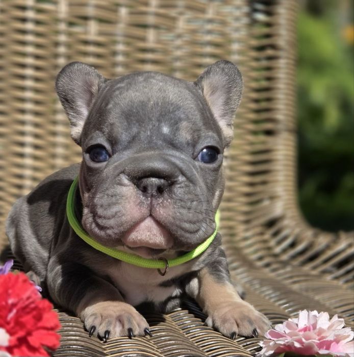 Мини биг роп и стандарт цветные бултдожки