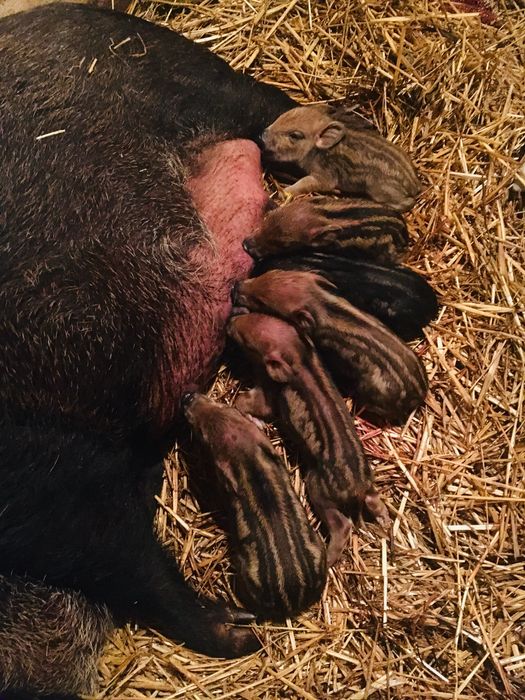 Поросята мангал(мясна_порода.)