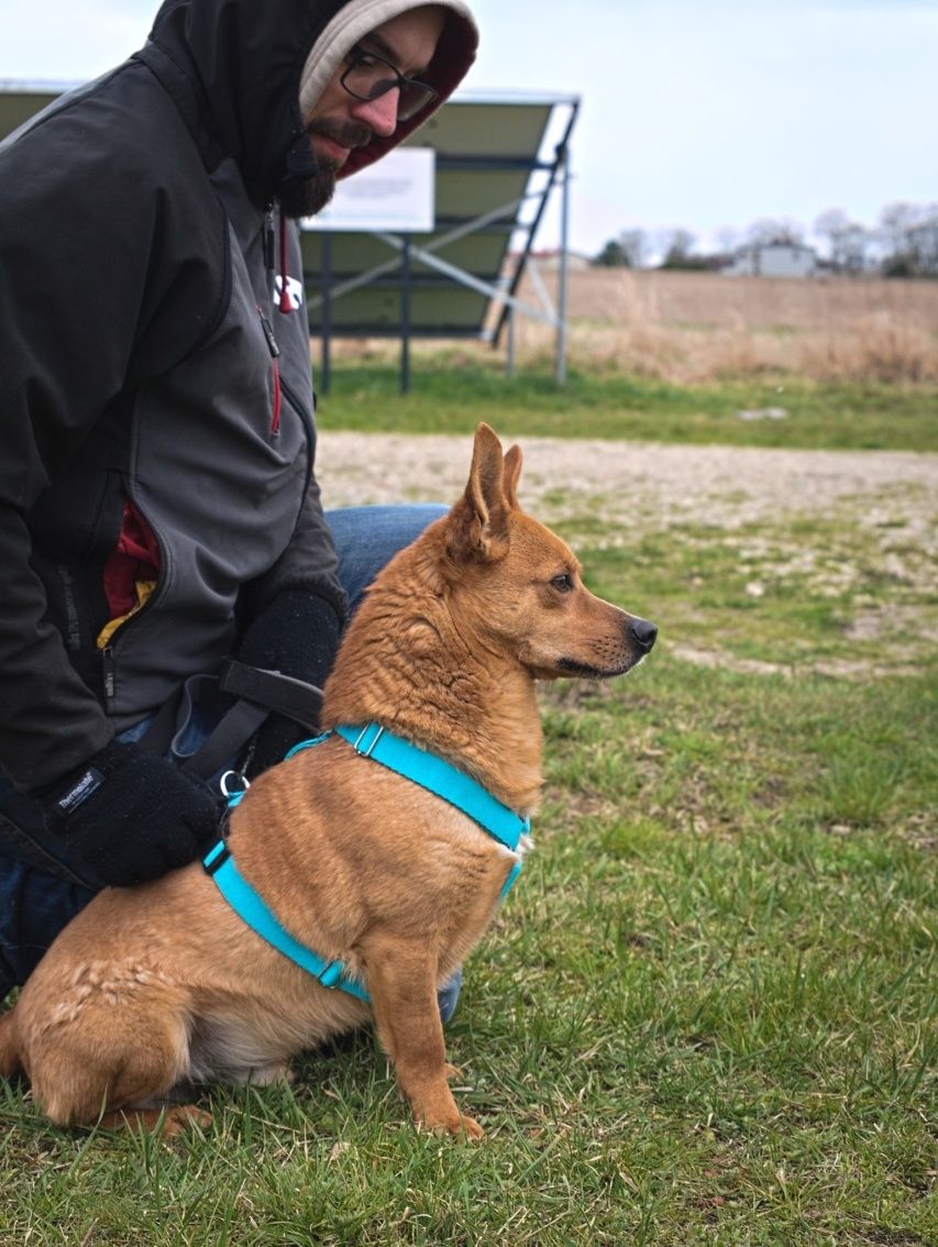 Rudy uroczy piesek z uszkami jak corgi do adopcji