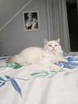 Urocza Lilly - kotka hodowlana do hodowli FPL Fife ragdoll