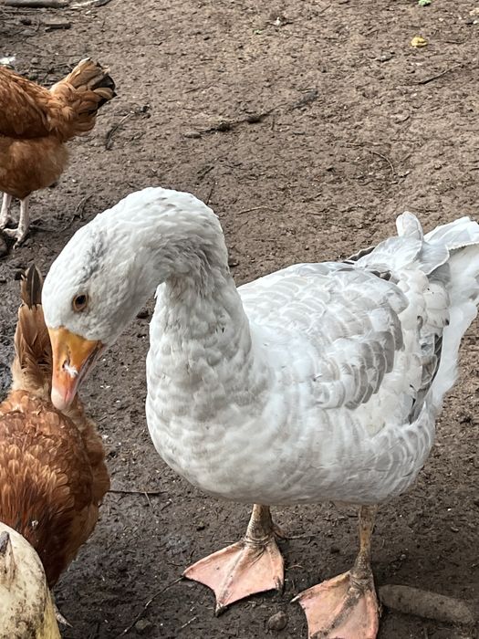 Gęś z tego roku i 2 z tamtego roku