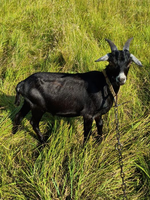 Козел козлик 50% нігерійський цап