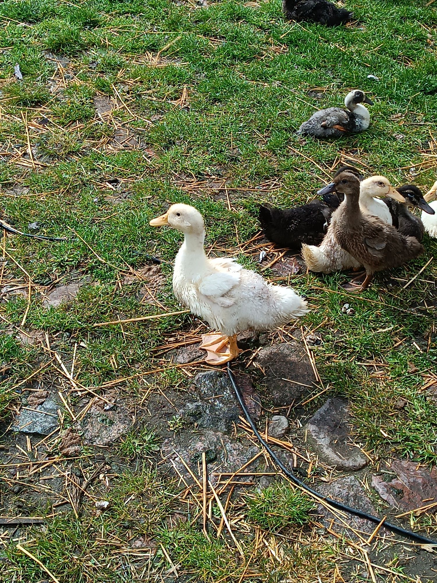 Kaczki dworki,Pekin, biegus.