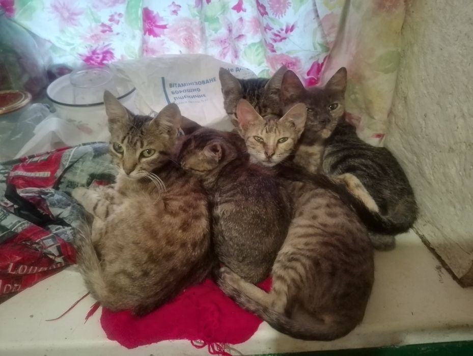 Кошки  переселенцы.