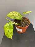 Epipremnum Pinatum Mint Kolekcjonerskie