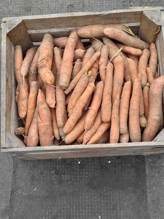 marchew spozywcza 10 kg