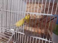 Casal canarios amarelos 2023