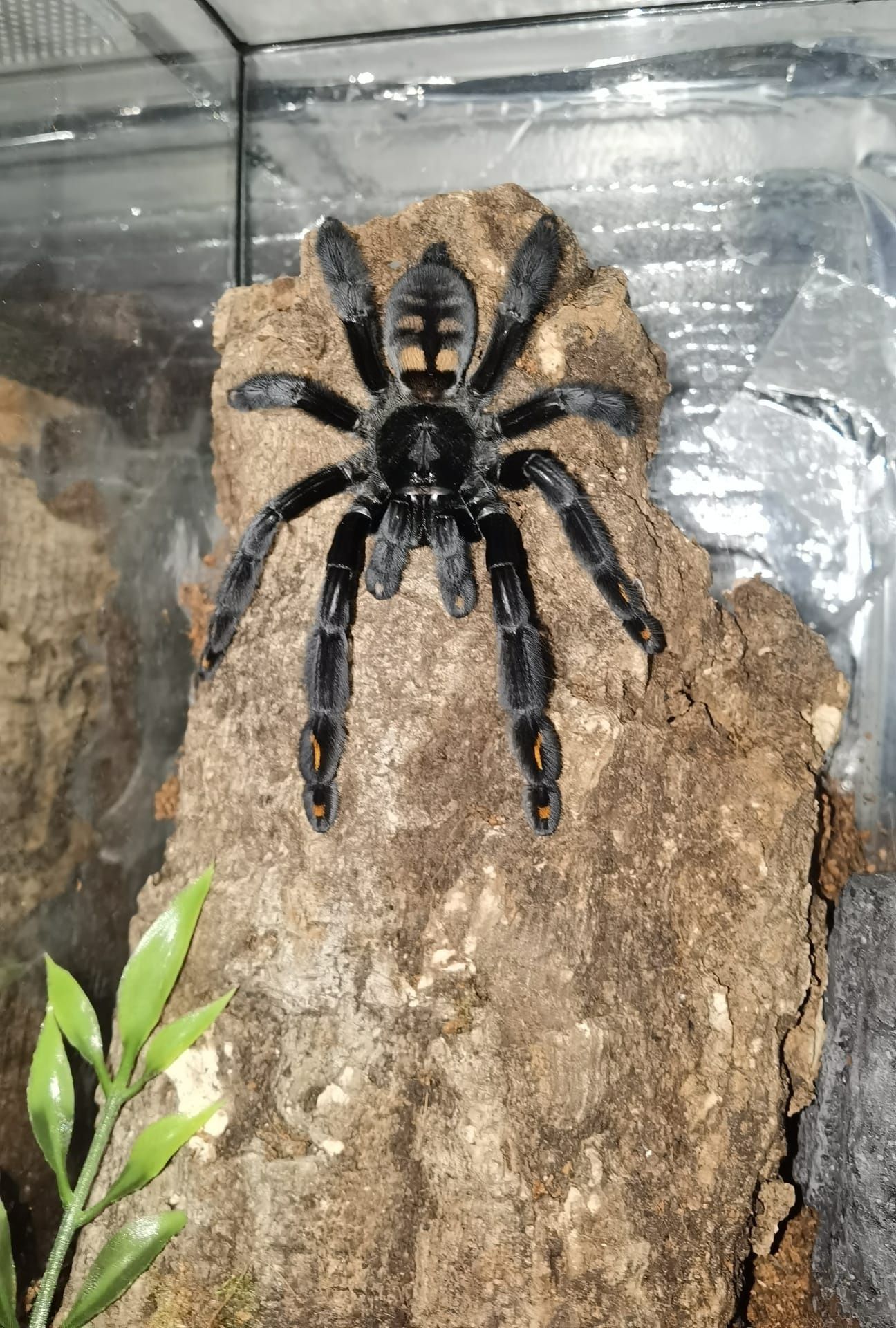 Psalmopoeus irminia, ptasznik pająk