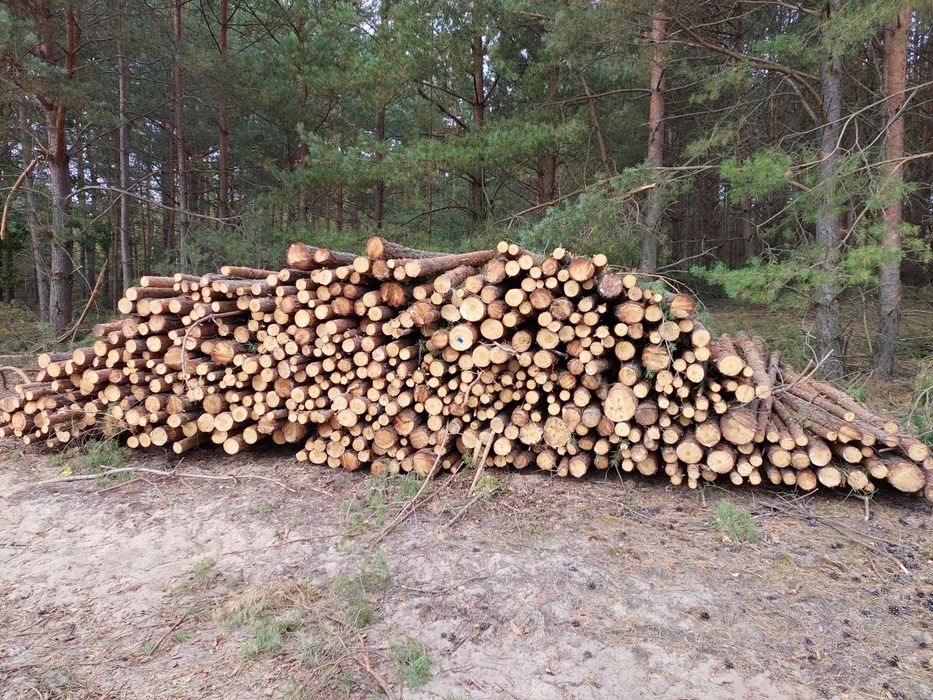 Papierówka sosnowa  s2a długość 2,5/3m opał