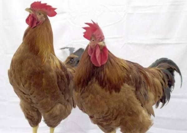Фарма колор и другие виды кур , яйца инкубационные,импорт и Украина